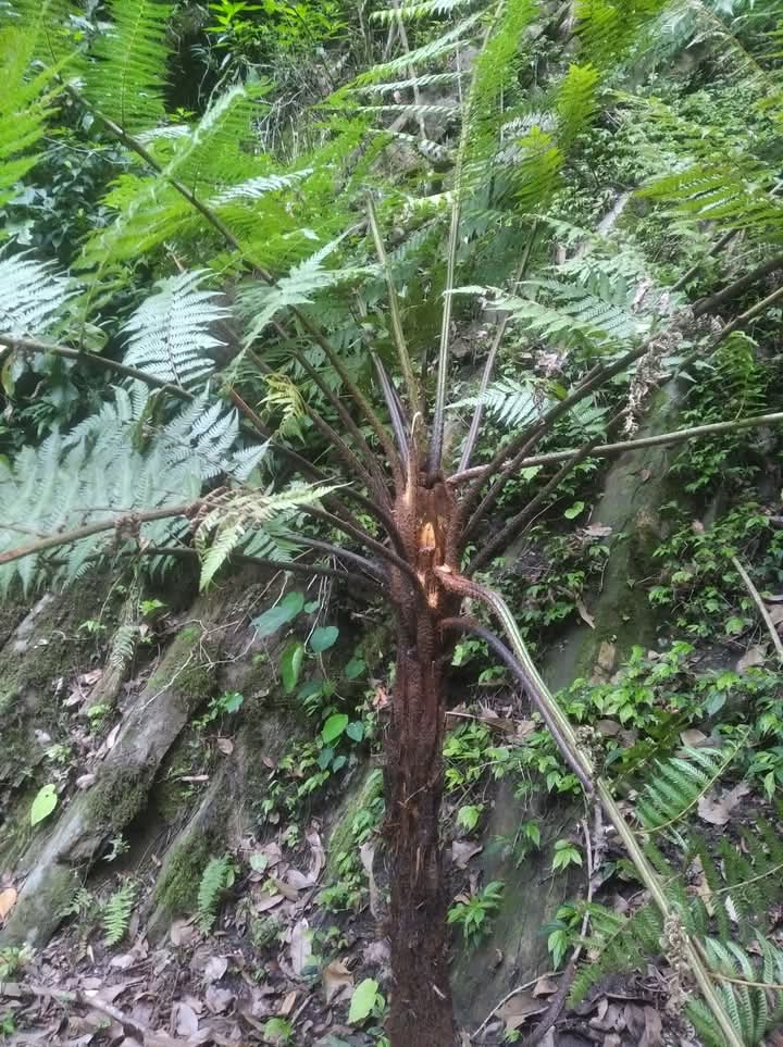 दुर्लभ वनस्पति रुख उन्यु (Alsophila spinulosa) सल्यानमा भेटियो